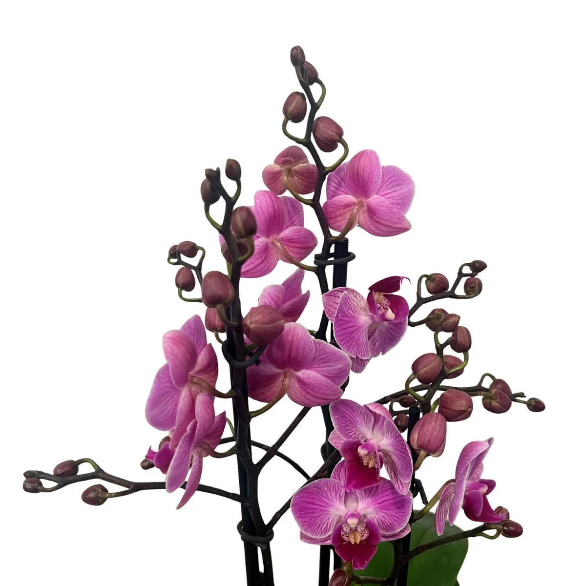 Orquidea Multi Mini 2+ Varas, marca  - Foto 2