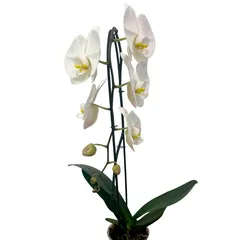 Orquidea Cascada 1 Y 2 Varas