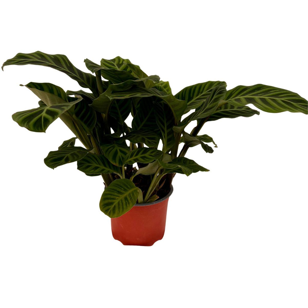 Calat Zebrina 7", marca  - Foto 2