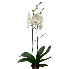 Orquidea Estándar 2 Varas