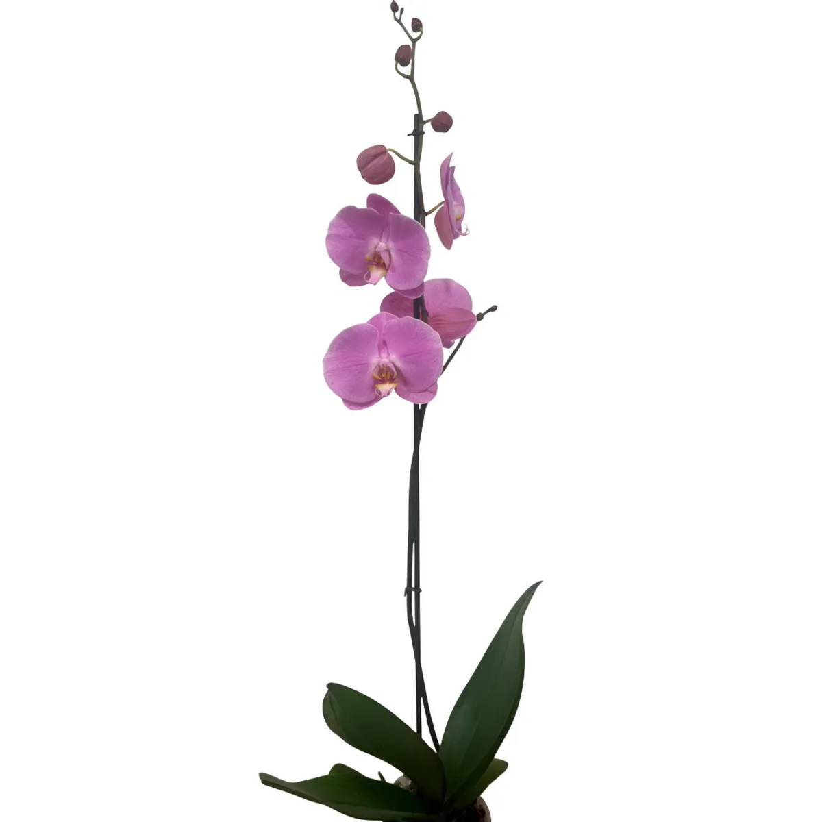 Orquidea Estandar 1 Vara, marca BLAW FLOWERS - Foto Principal