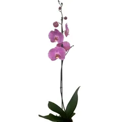 Orquidea Estandar 1 Vara