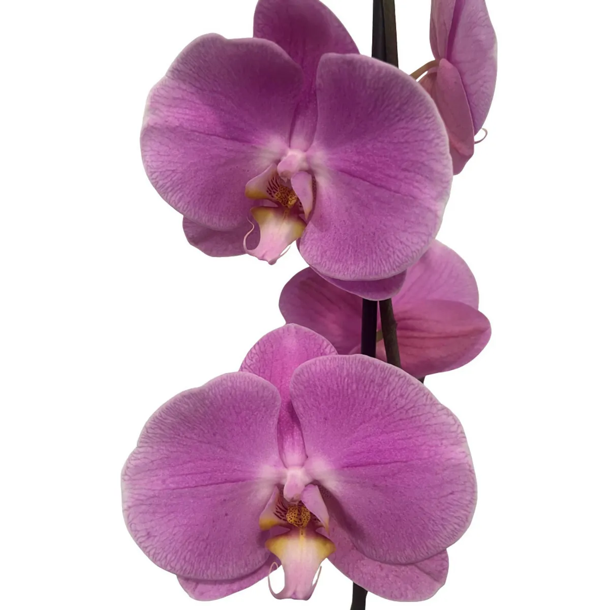 Orquidea Estandar 1 Vara, marca BLAW FLOWERS - Foto 2