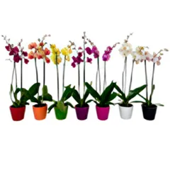 Orquidea Estandar 2 Varas Con Maceta