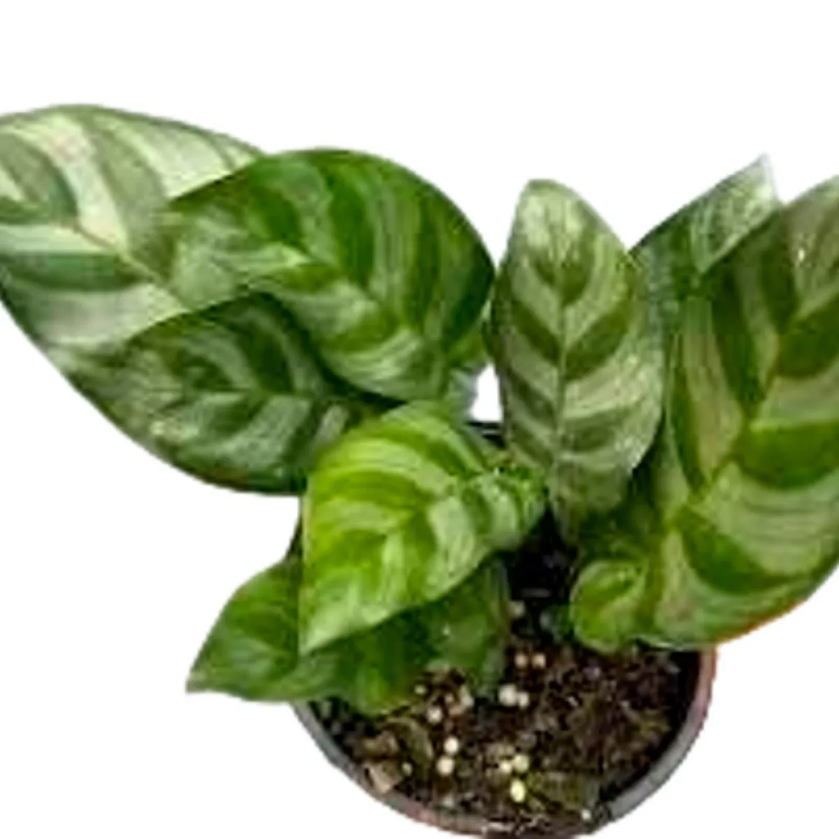 Calathea Bella 4", marca  - Foto Principal