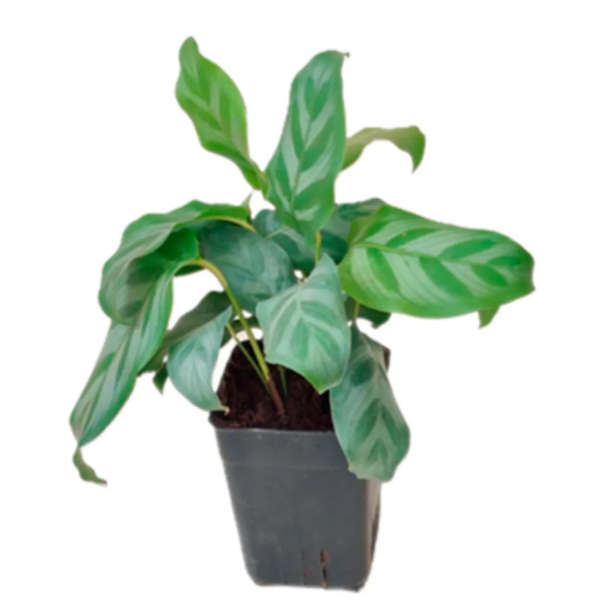 Calathea Bella 4", marca  - Foto 2