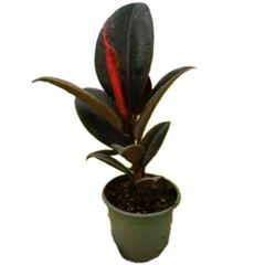 Ficus Elastica Burgundy 6/7"