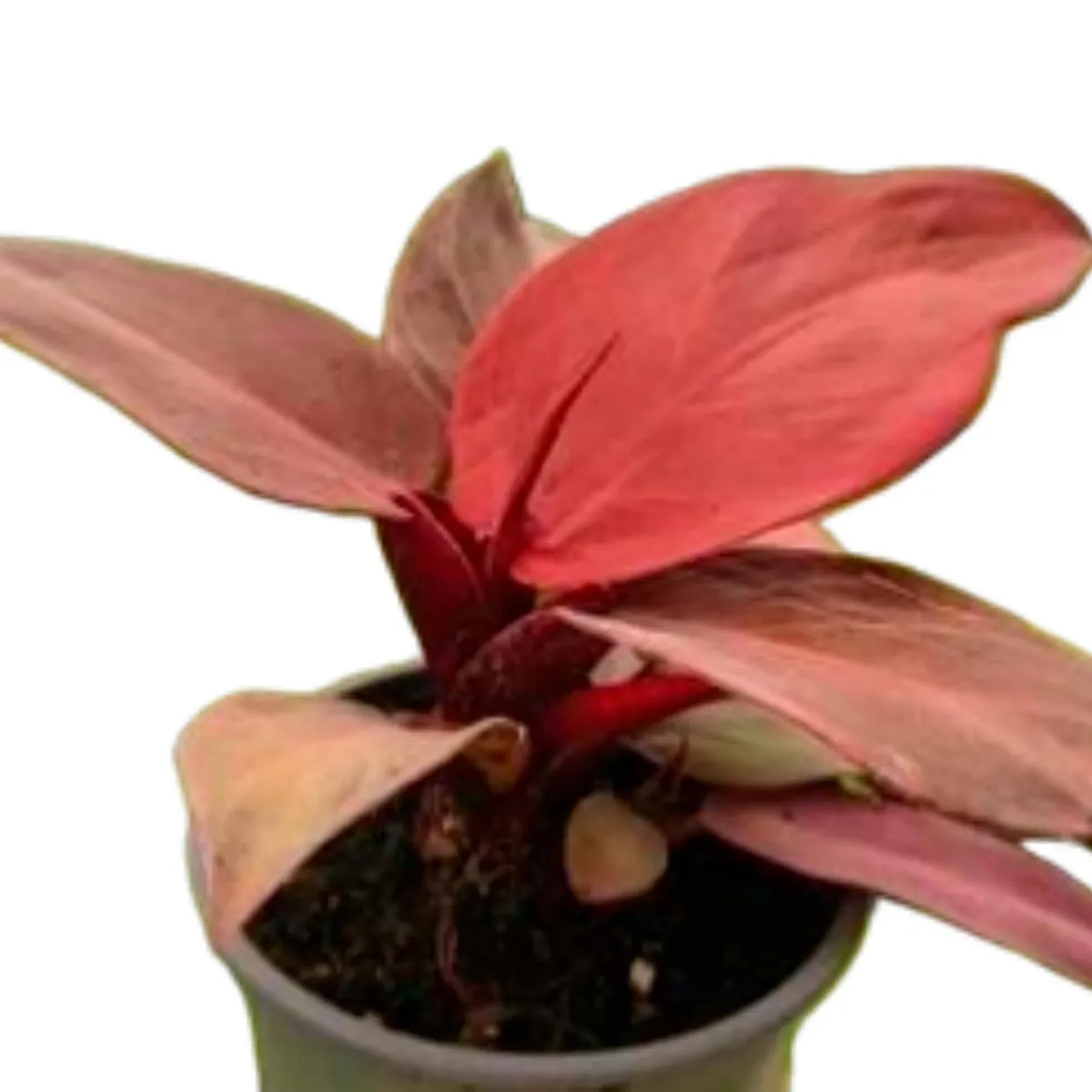 Philodendron Sun Red 4", marca  - Foto Principal