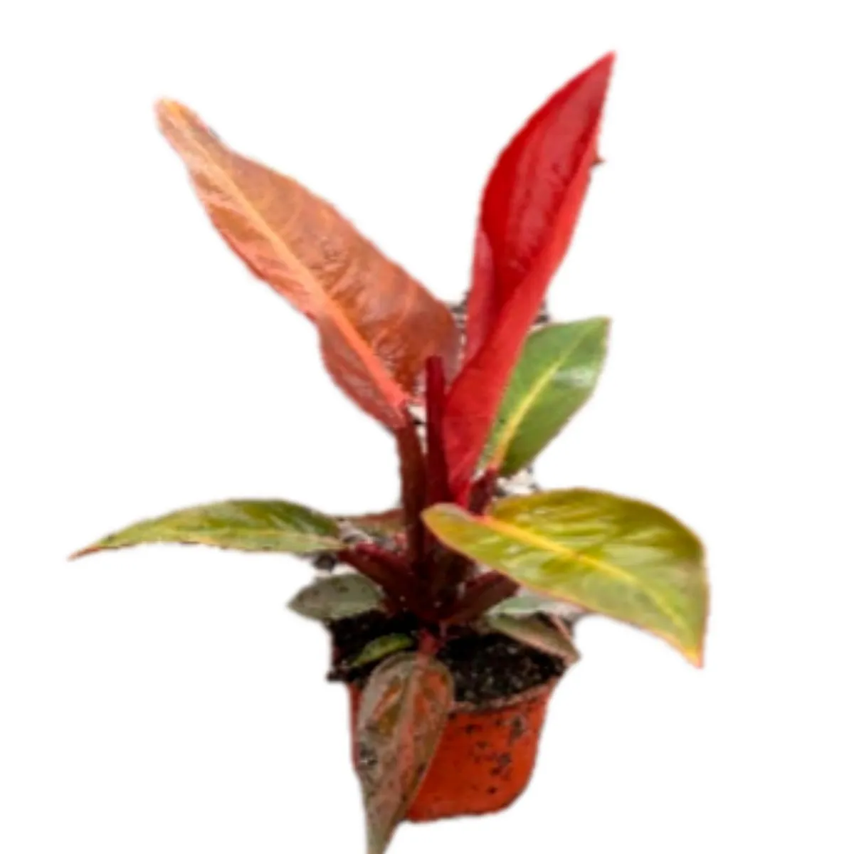 Philodendron Sun Red 4", marca  - Foto 2