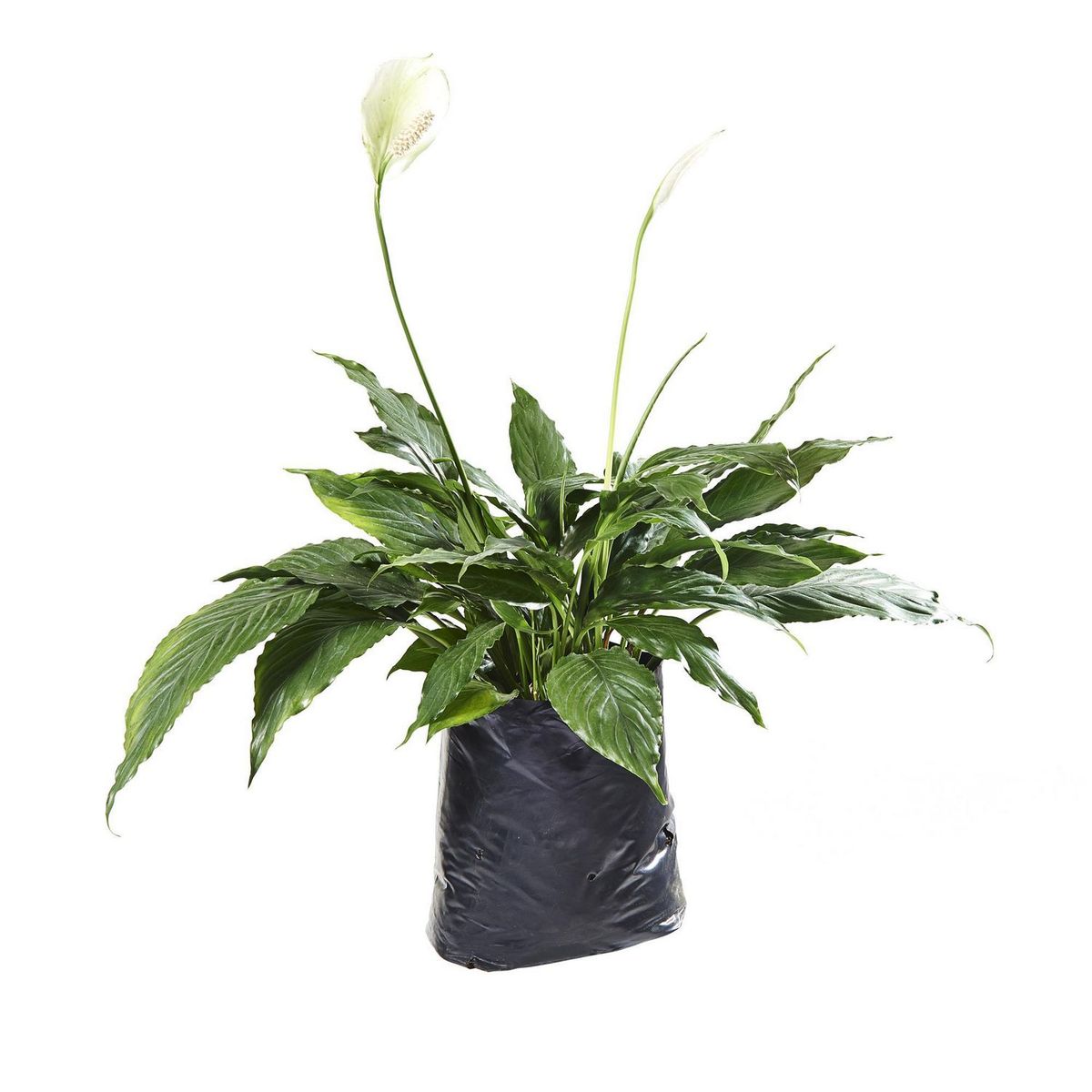 4 ESTACIONES - Planta Natural de Interior Spathiphyllum Tasson