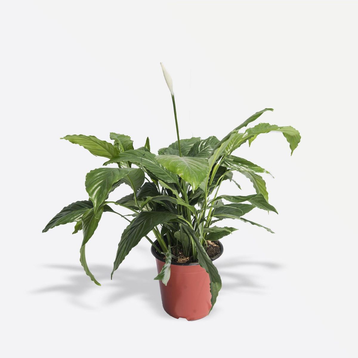 4 ESTACIONES - Planta Natural de Interior Spathiphyllum Tasson