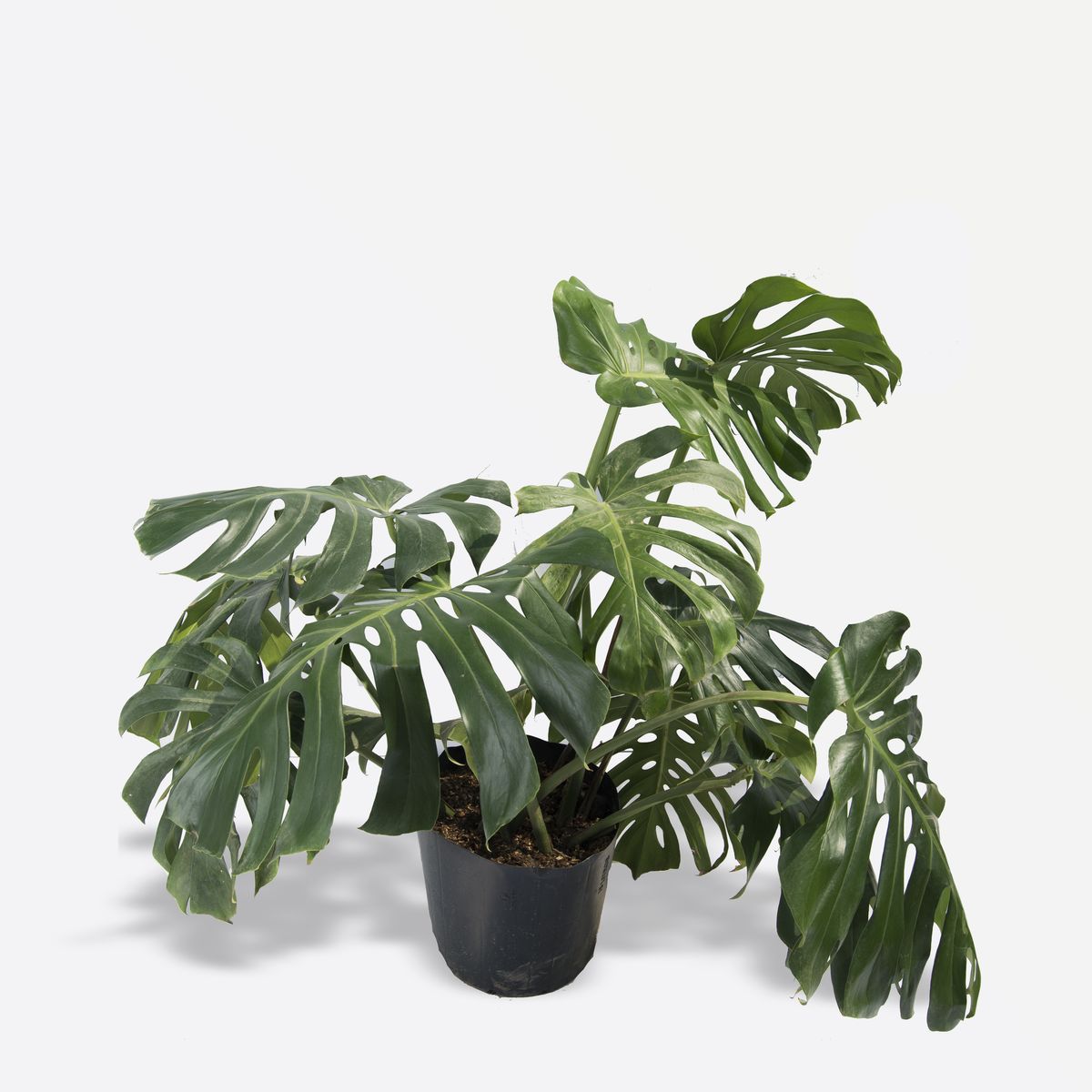 4 ESTACIONES - Philodendro Mostera