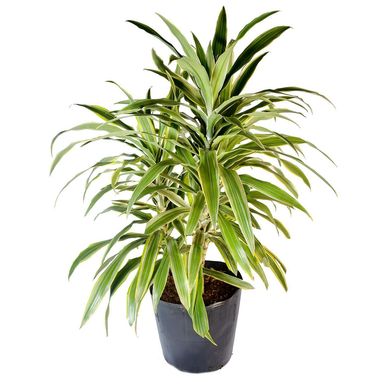 Planta Natural Dracaena Amarilla