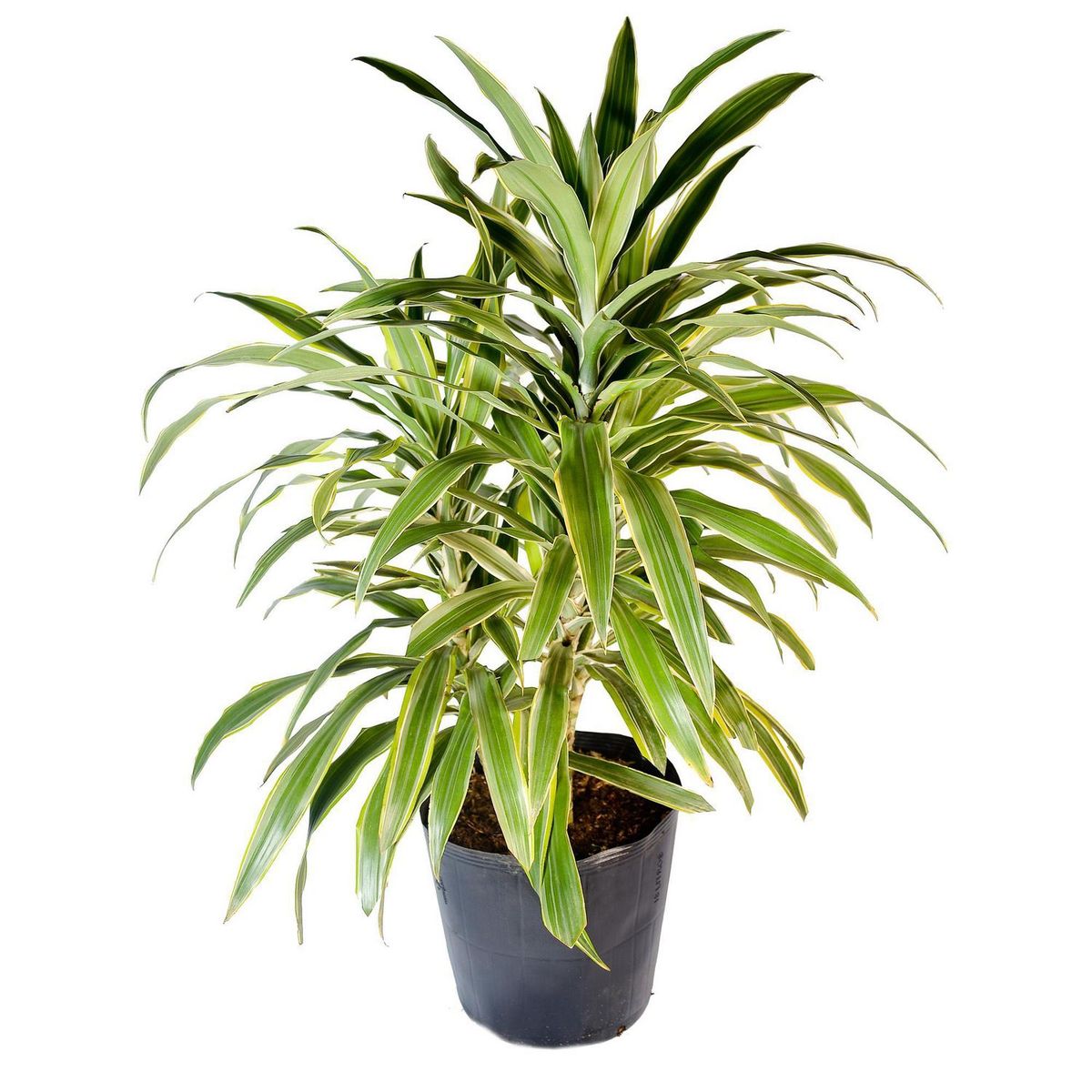 4 ESTACIONES - Planta Natural Dracaena Amarilla