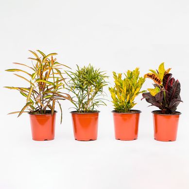 Planta Natural Crotons Mix