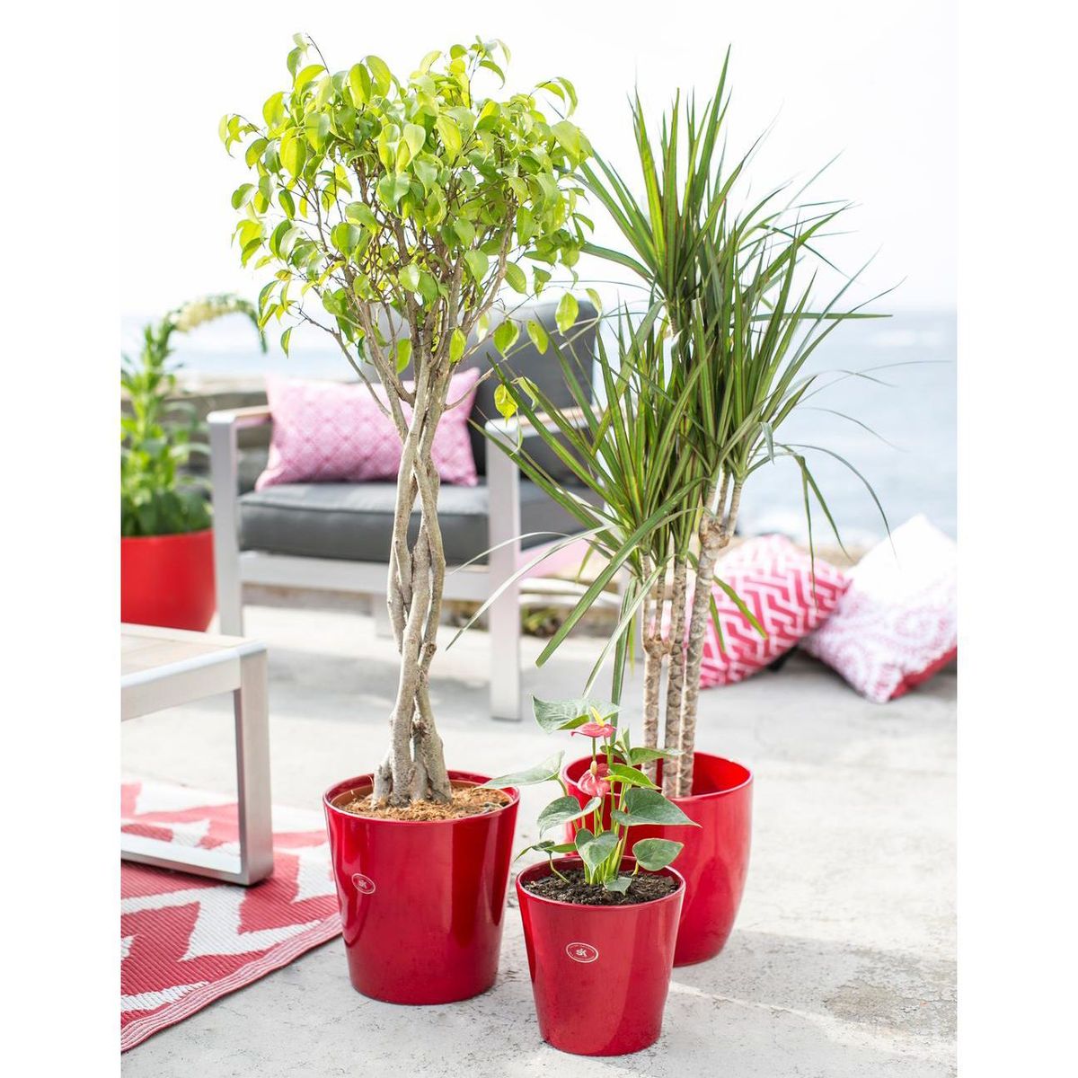 SK - Maceta Dallas Color Burdeo 14x13x