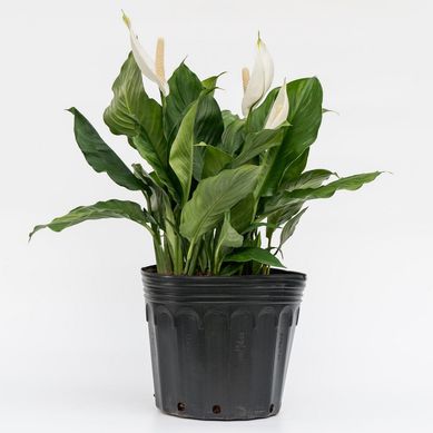 Planta Natural de Interior Spathiphyllum Sensation