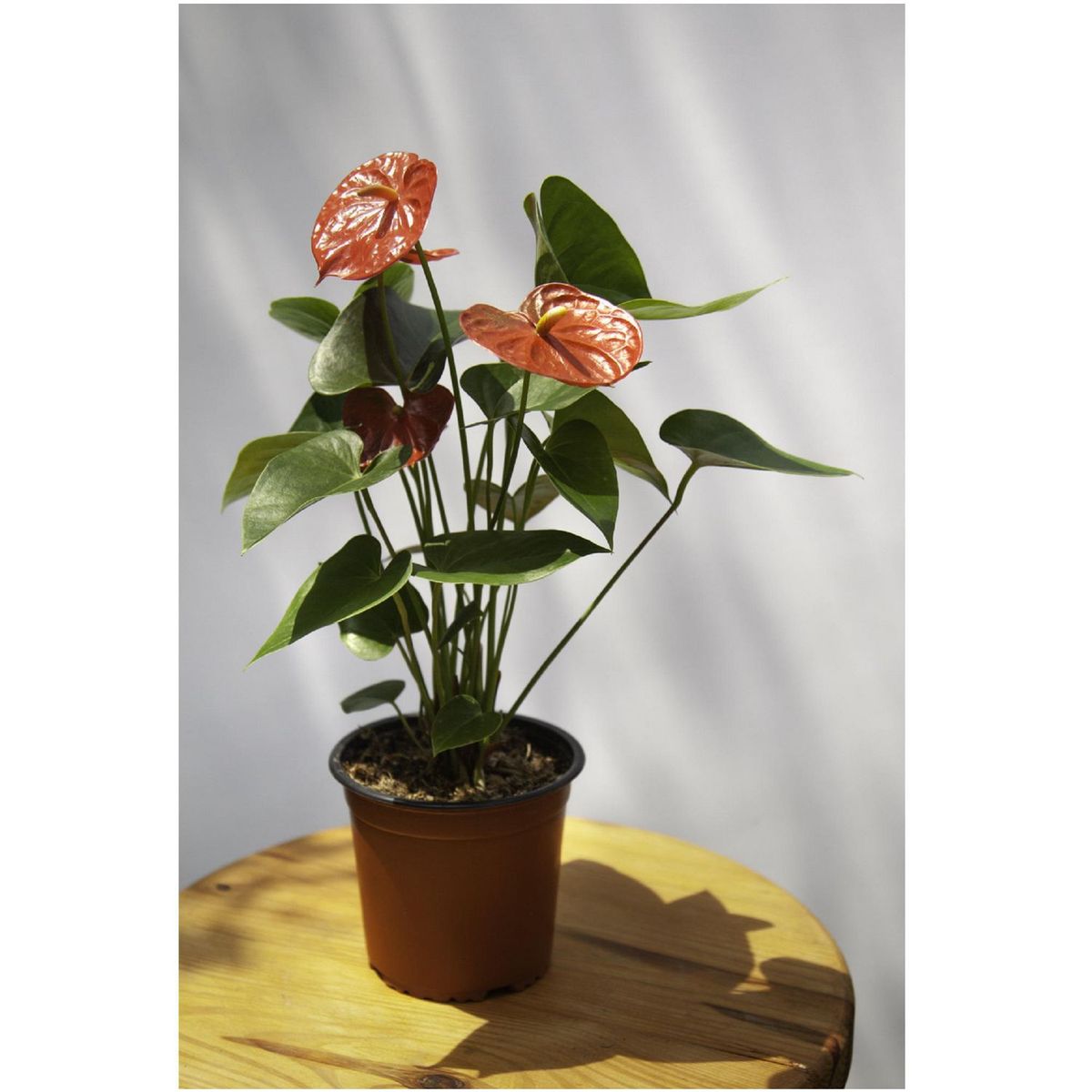 4 ESTACIONES - Planta Natural de Interior Anthurio Arizona