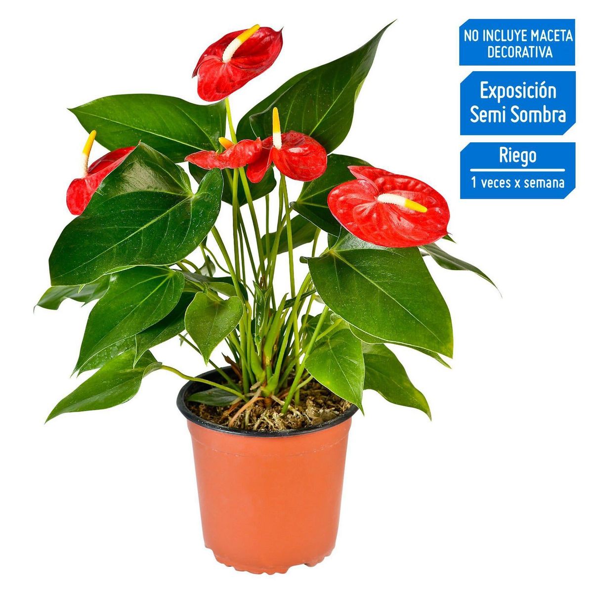 4 ESTACIONES - Planta Natural de Interior Anthurio Arizona