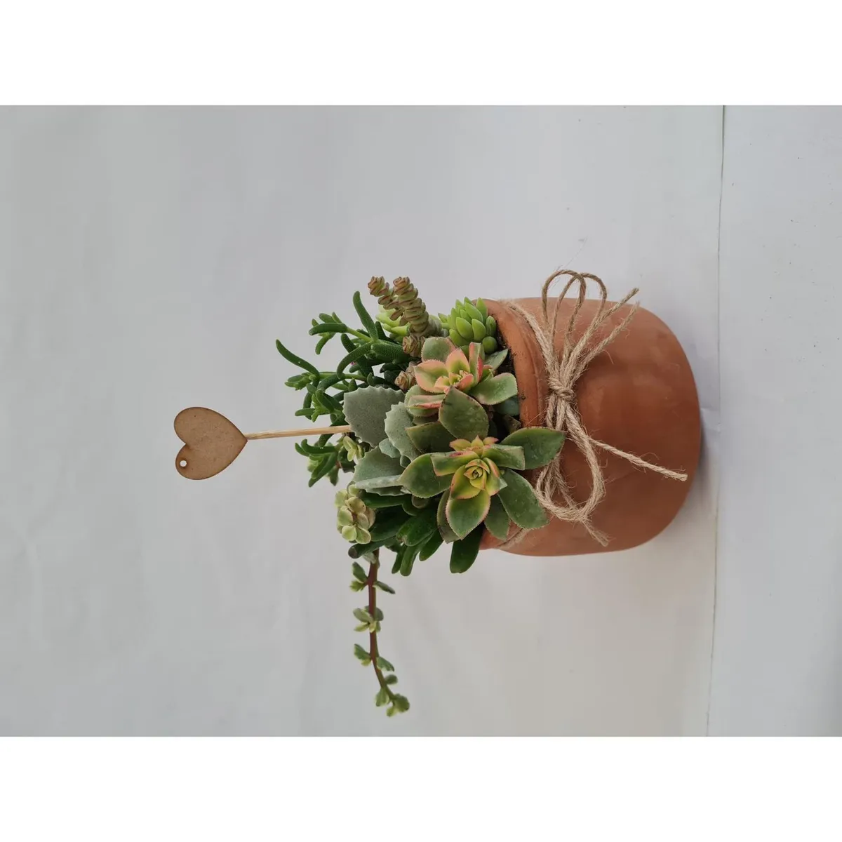 4 ESTACIONES - Arreglo de Cactus en Maceta