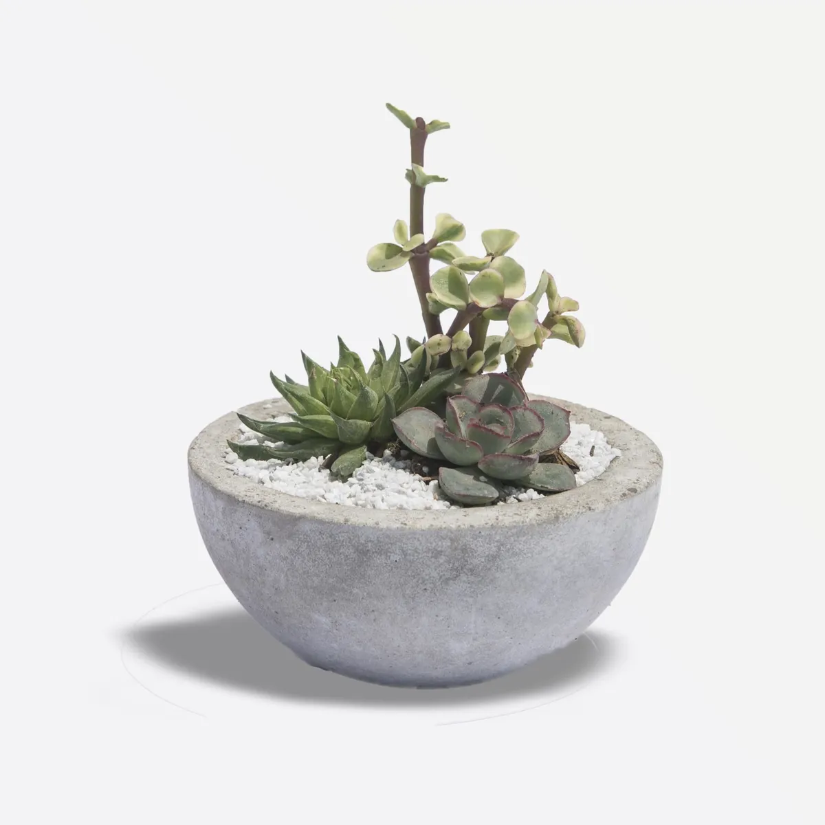 4 ESTACIONES - Arreglo de Cactus en Maceta