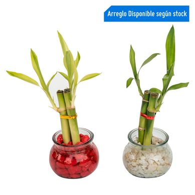 Planta Natural Lucky Bamb