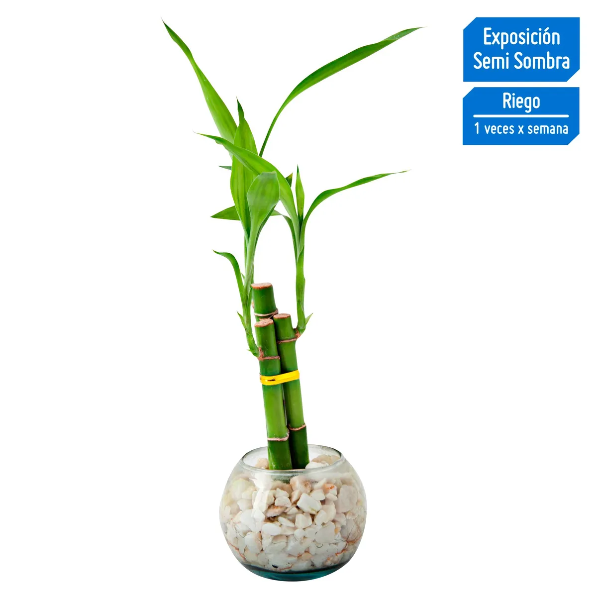 4 ESTACIONES - Planta Natural Lucky Bambú