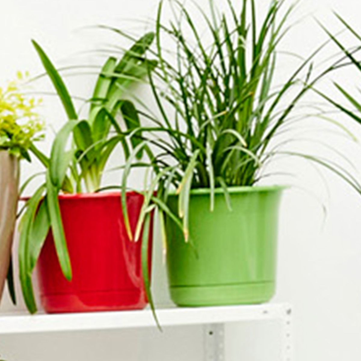 CASA BONITA - Maceta de cemento color Heart