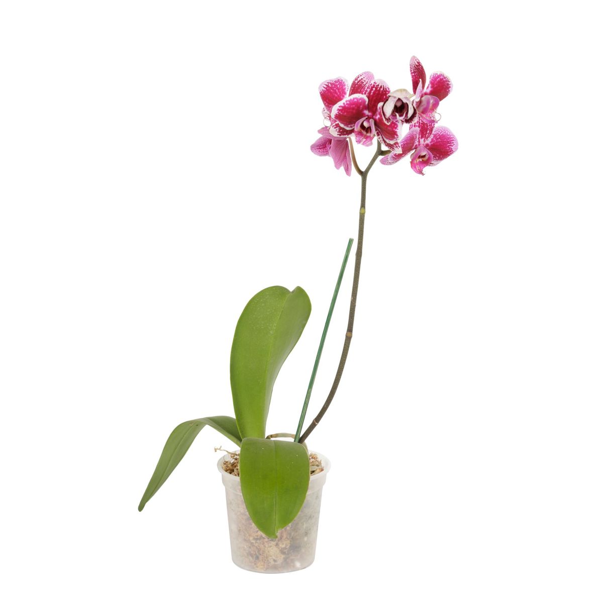  - OrquÍdea Natural Phalaen N14 en Maceta
