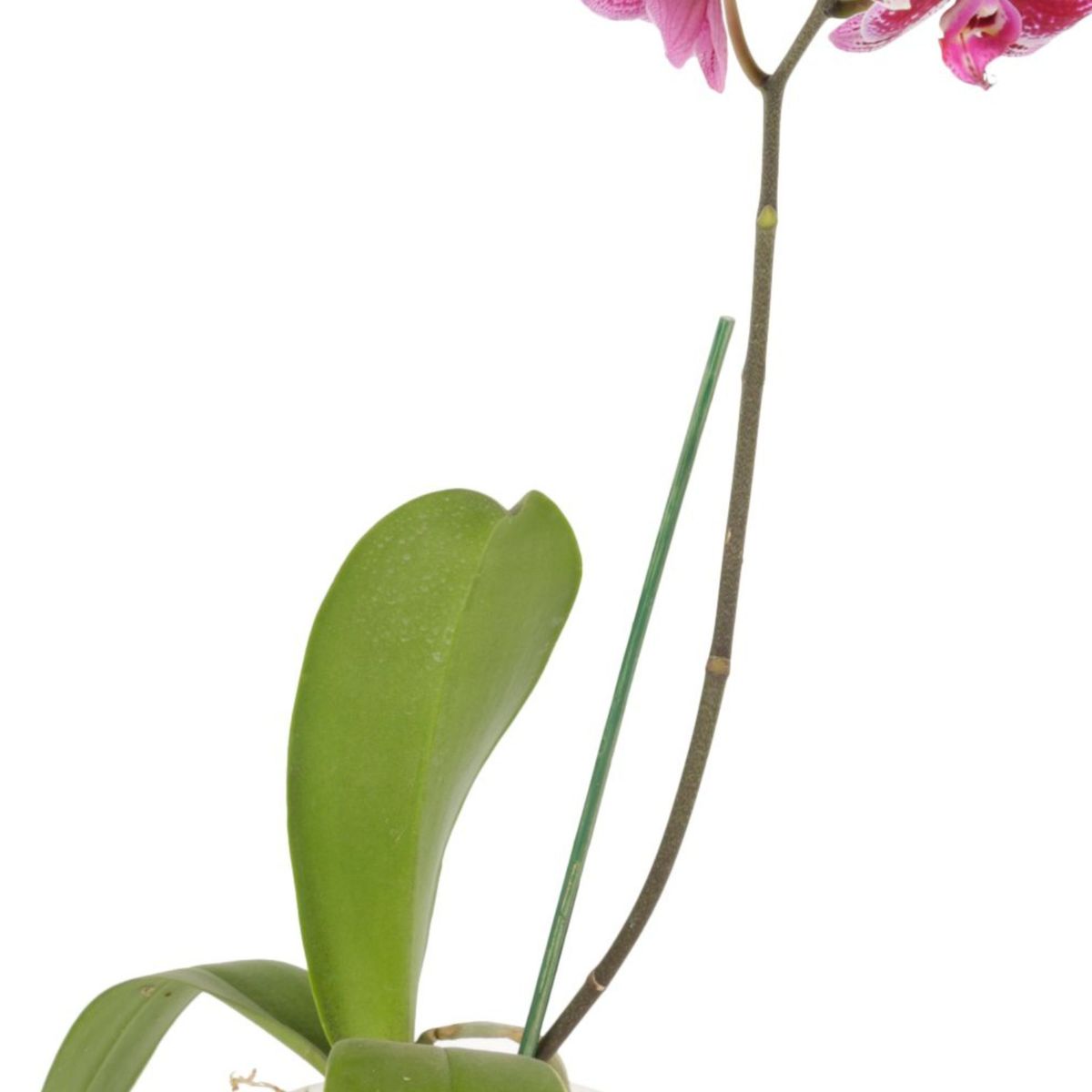  - OrquÍdea Natural Phalaen N14 en Maceta