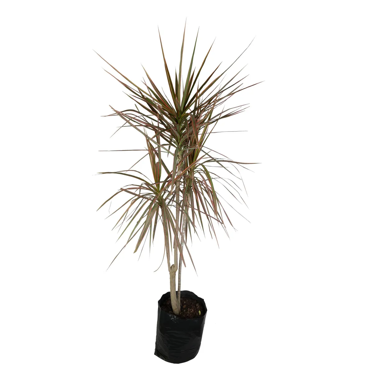 4 ESTACIONES -  Natural