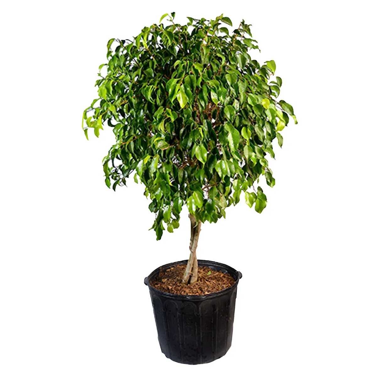 4 ESTACIONES - Ficus Benjamina BESPN2