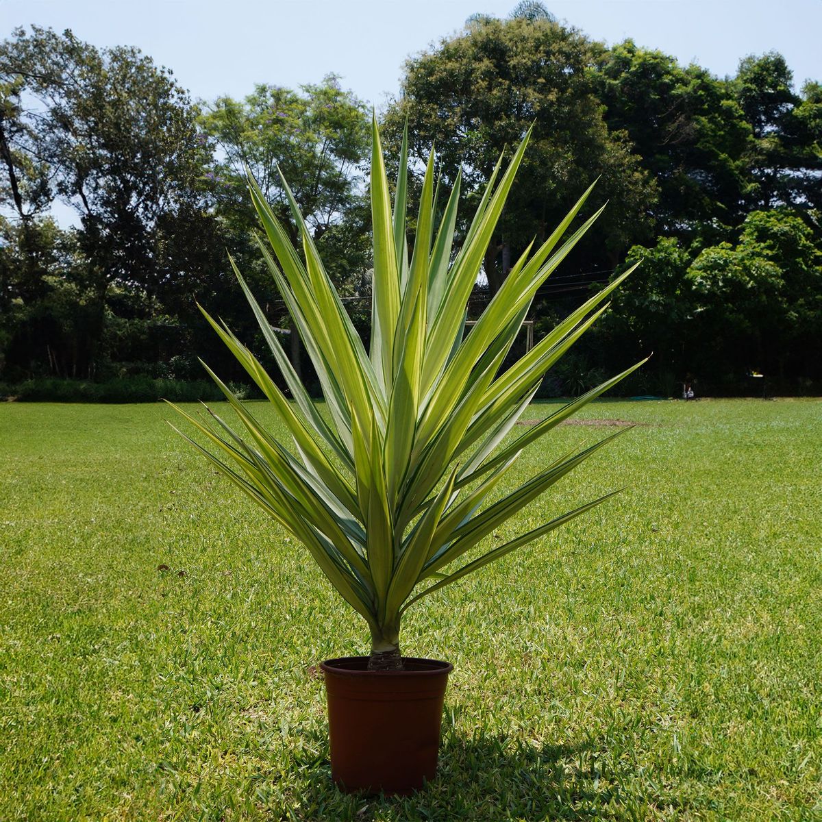 4 ESTACIONES - Planta Natural Yucca Variegada