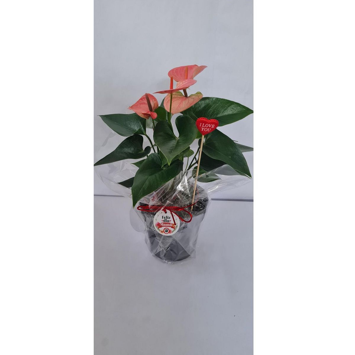 4 ESTACIONES - Planta Natural Chica Anthurio Rosd