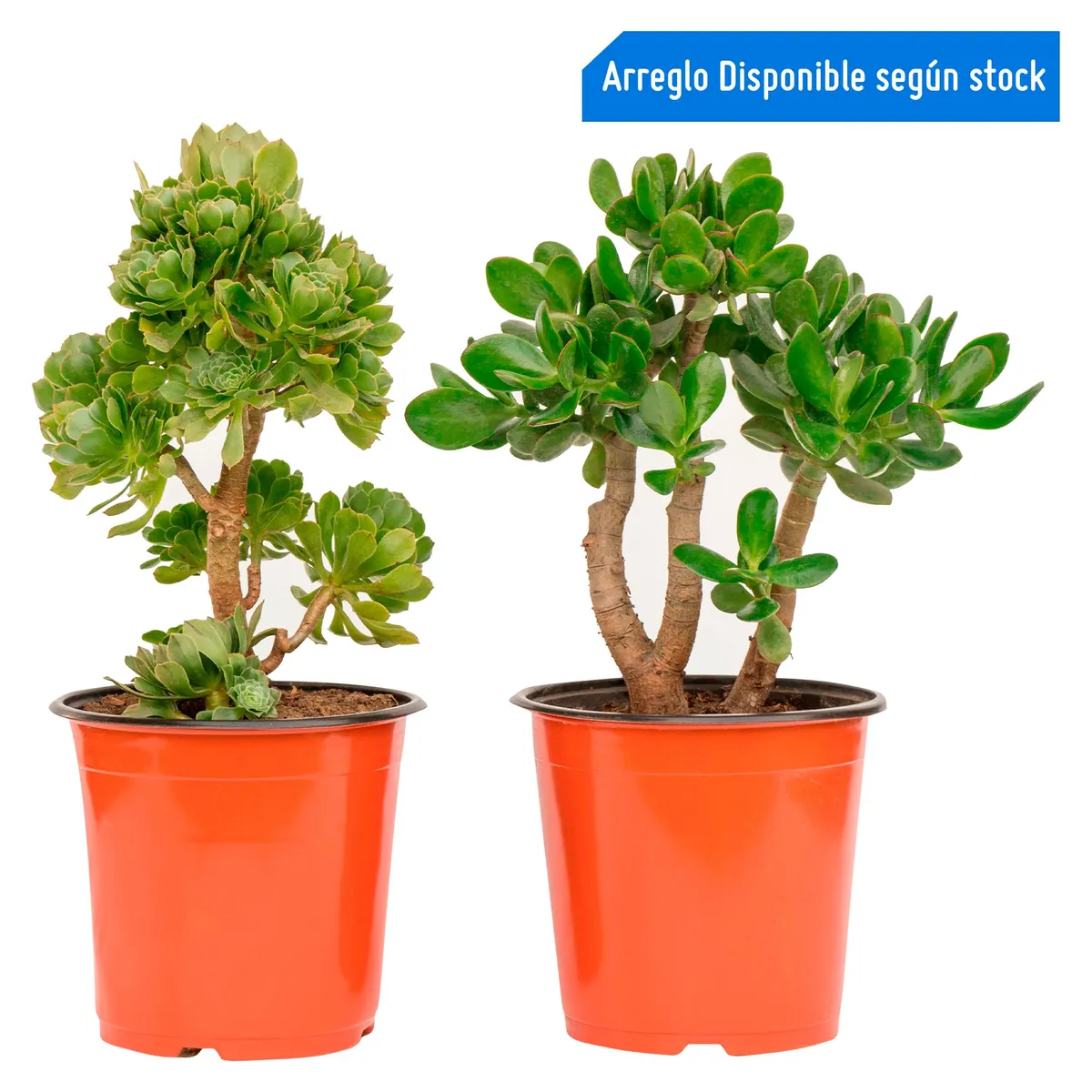 4 ESTACIONES - Cactus Mediano Mixto