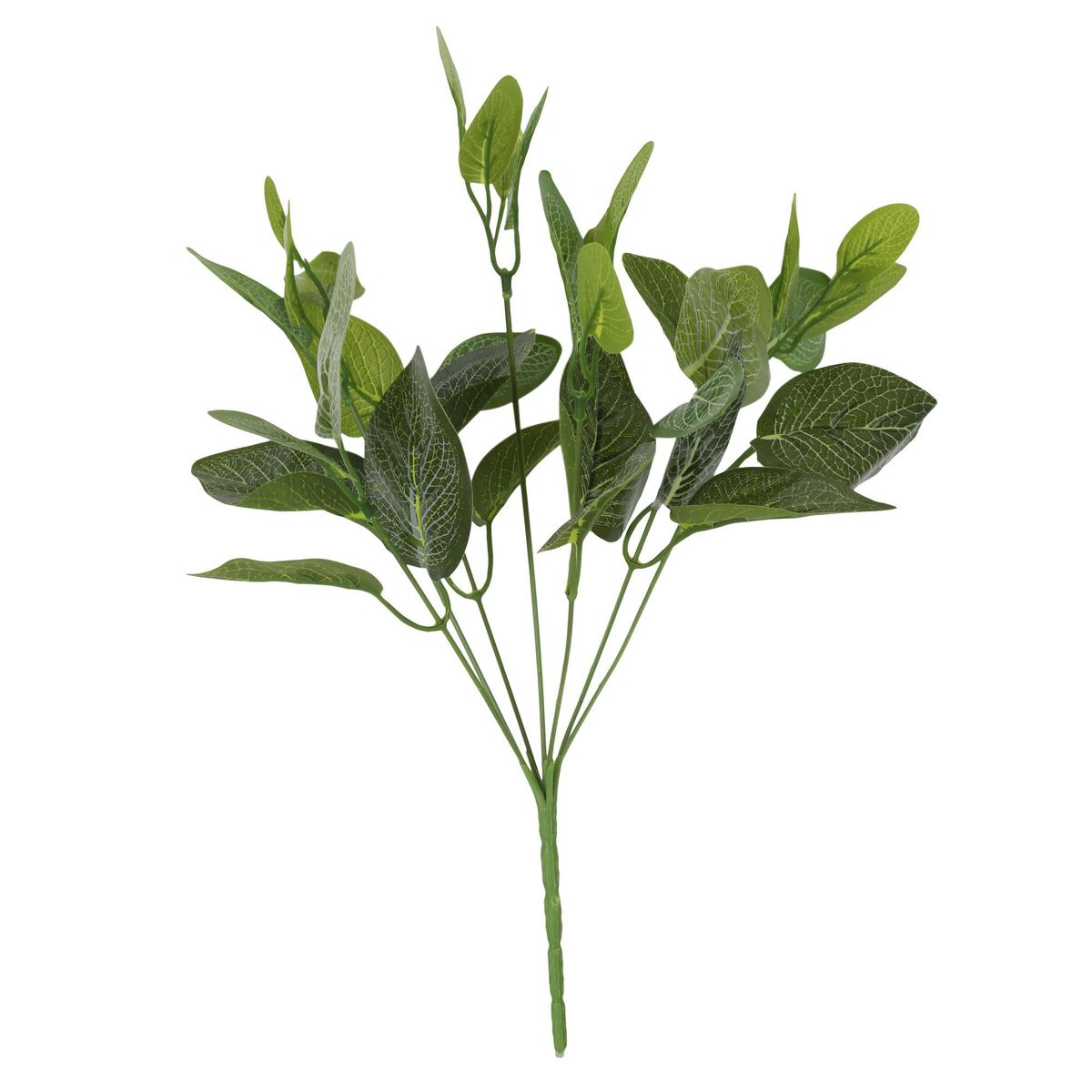 RAPALLO - Ramo de hoja