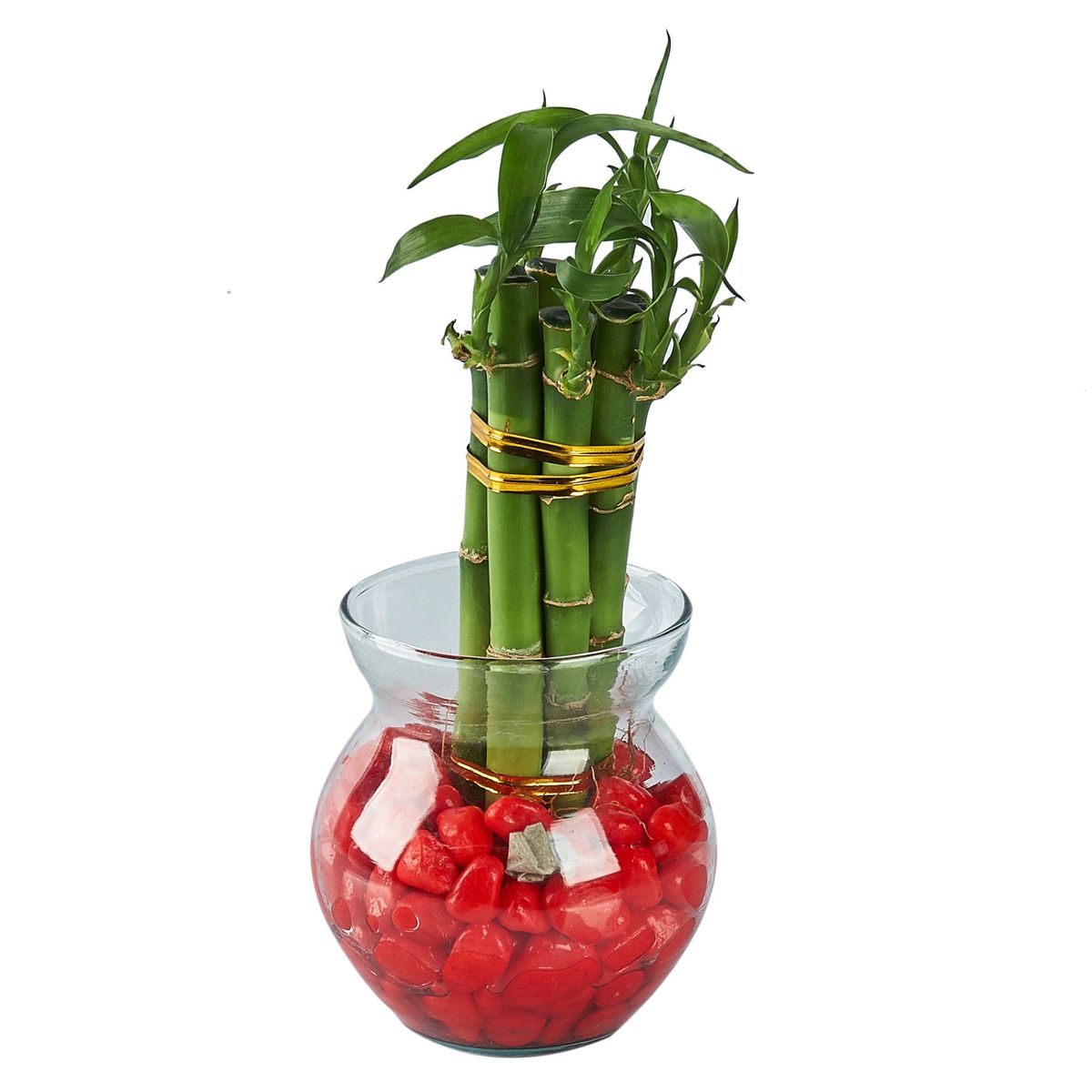  - Maceta Lucky Bambú Número 1