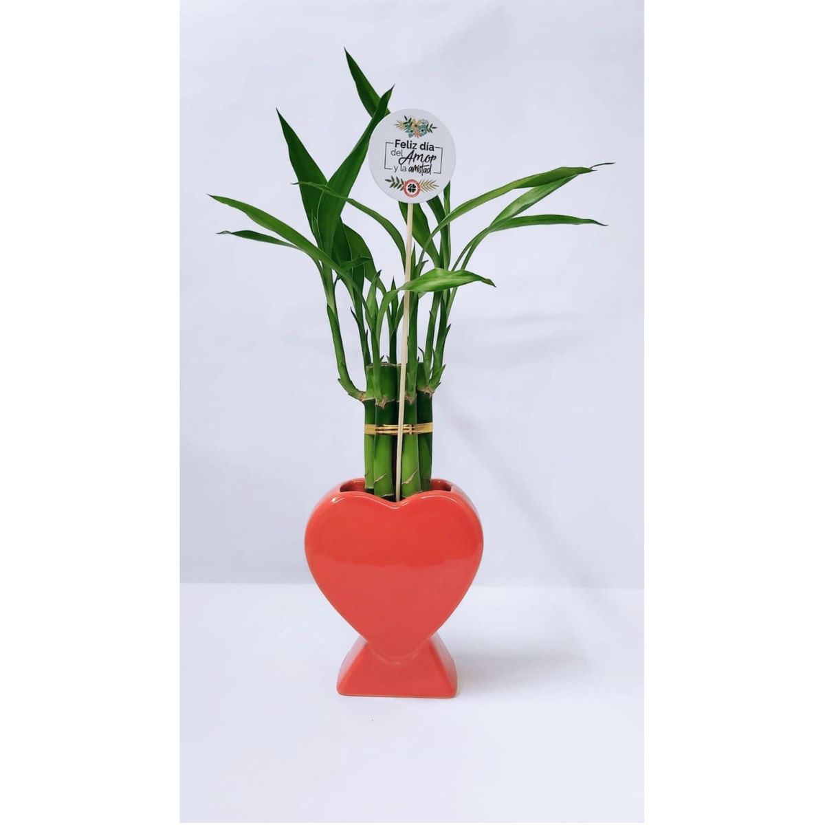 4 ESTACIONES - Planta Natural Lucky Bambú Grande en Maceta