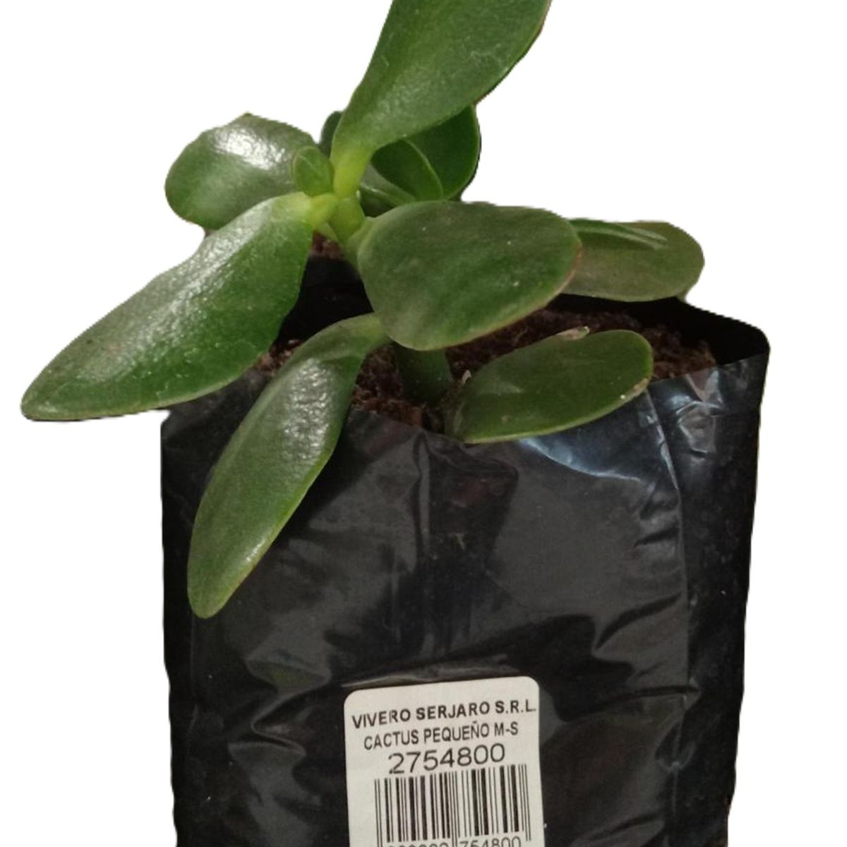 GENERICO -  Natural CT8