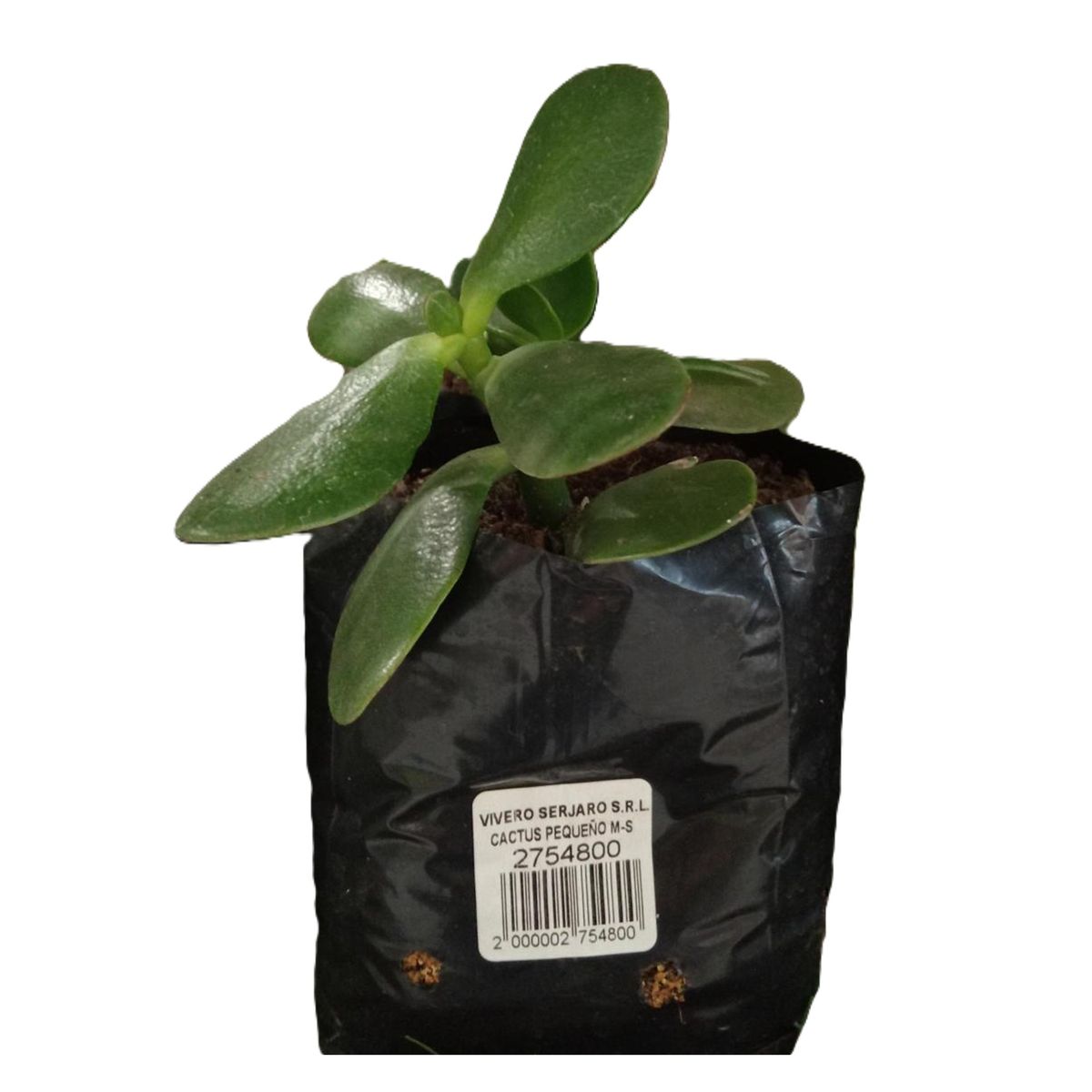 GENERICO -  Natural CT8