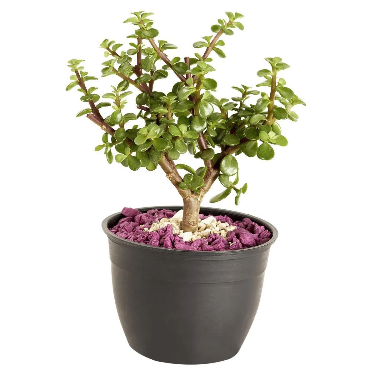 GENERICO -  Natural CT