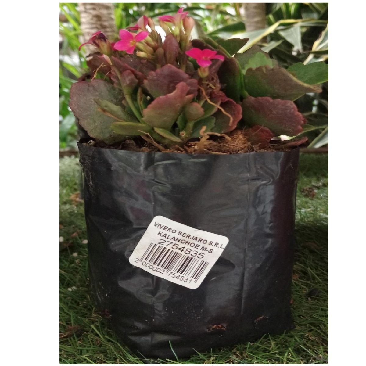 GENERICO -  Natural CT1518