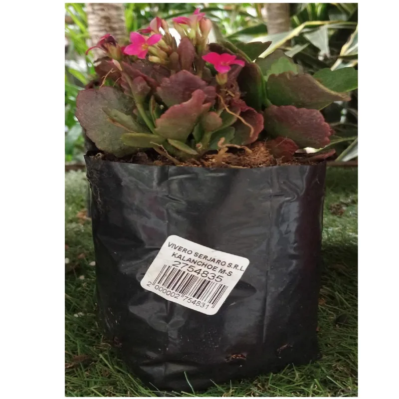 GENERICO - KALANCHOE M-S