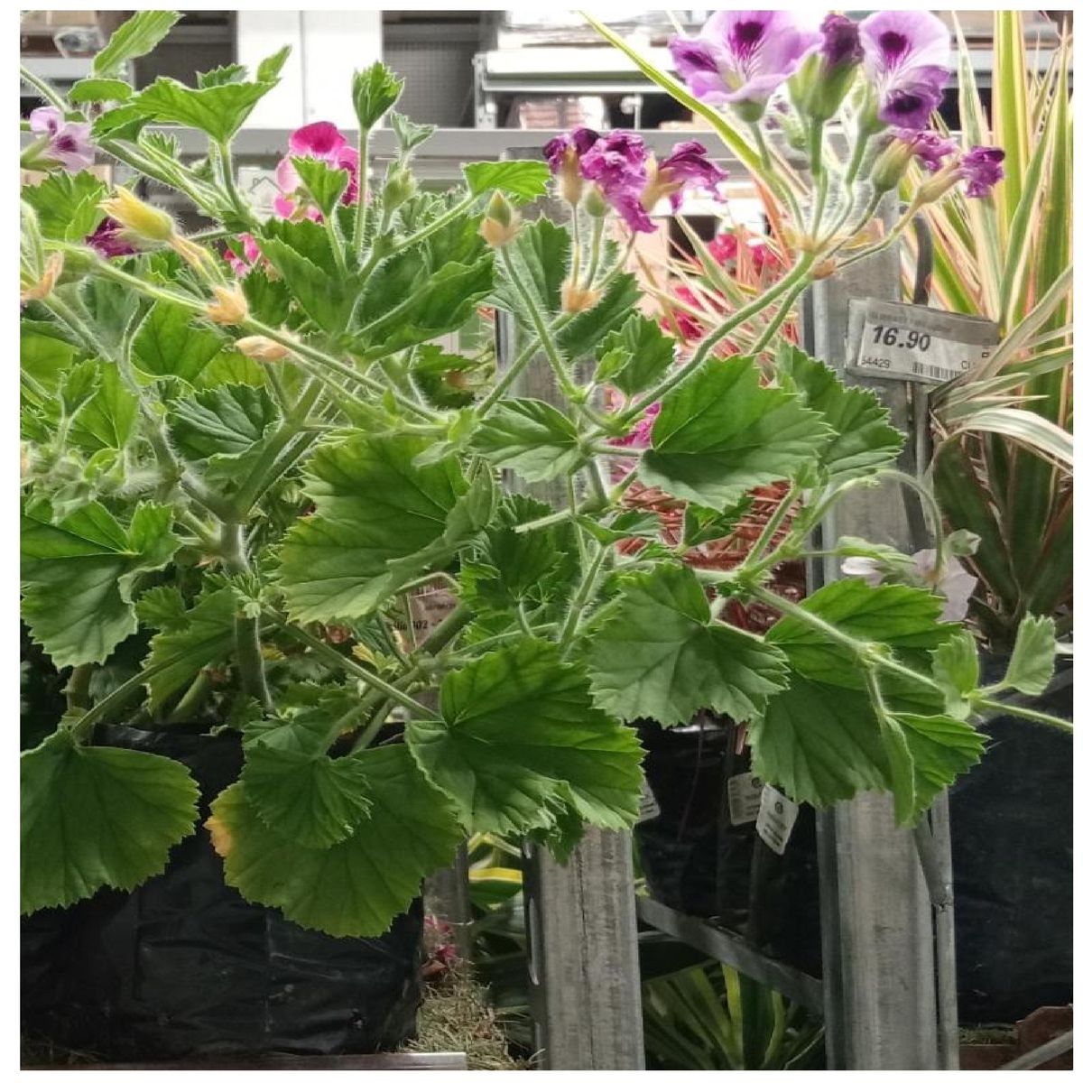 GENERICO -  Natural CT10