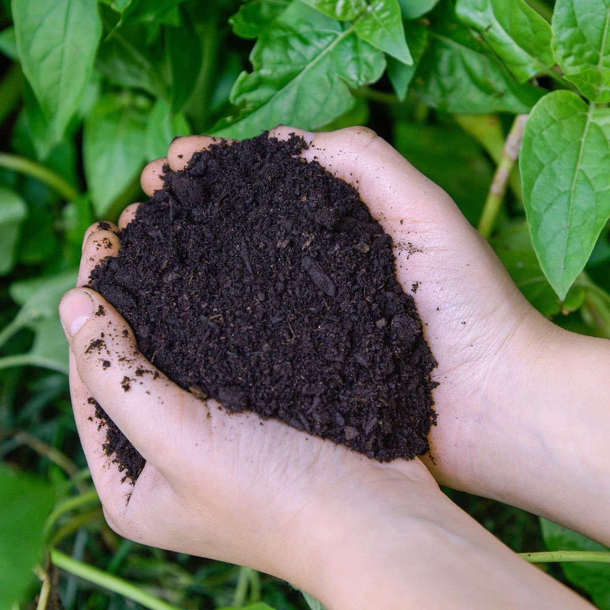 GENERICO - Compost Grande para Plantas y Flores 5 kg Bolsa (130) Para plantas y flores