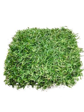 Grass Americano Natural por M2
