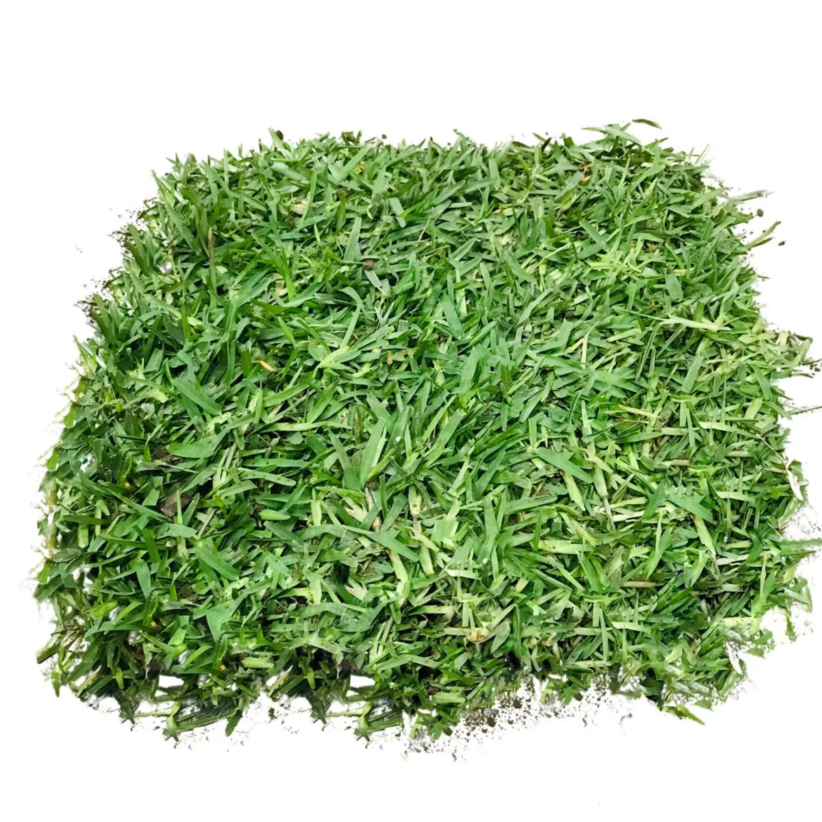 - Grass Americano Natural por M2