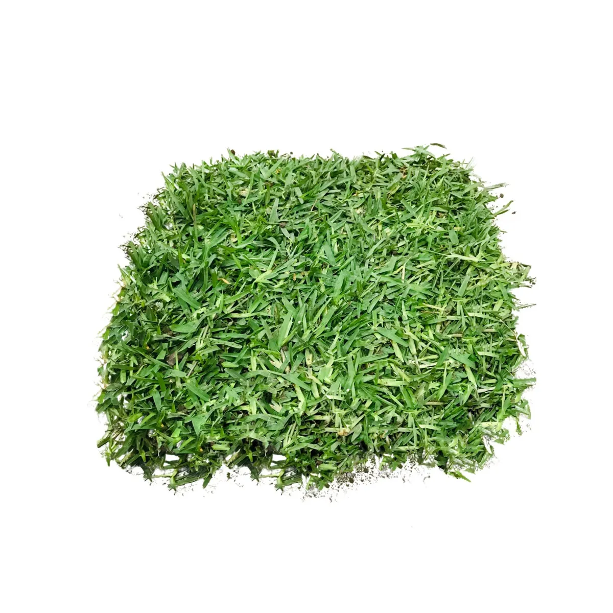  - Grass Americano Natural por M2
