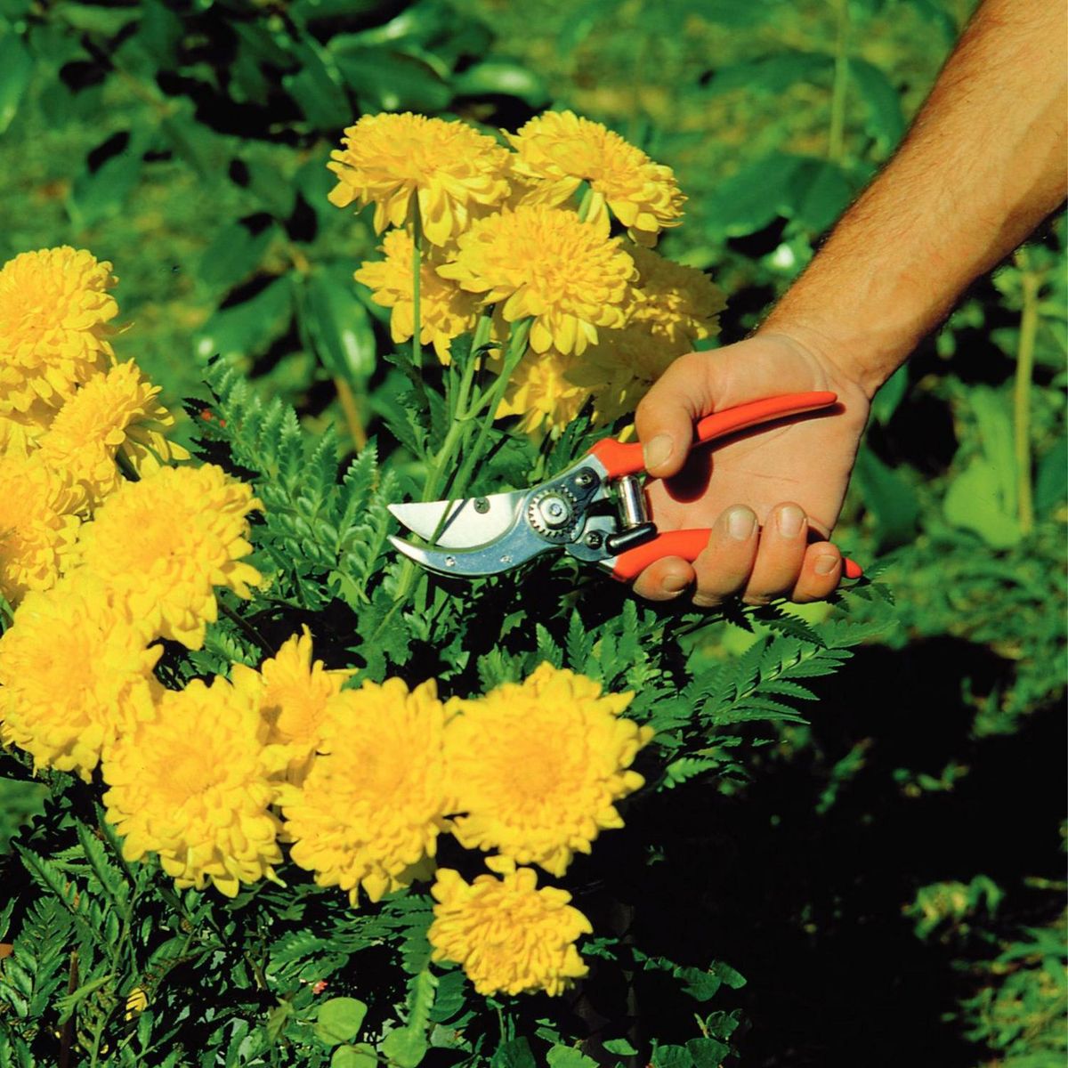 TRAMONTINA - Tijera de Poda Profesional Metal/Plástico Naranja 10.4x3x