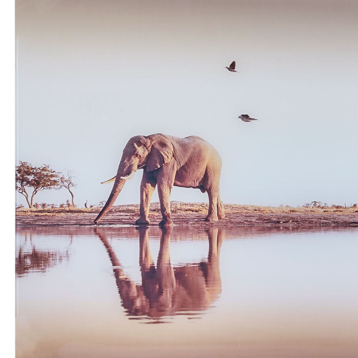 JUST HOME COLLECTION - Cuadro Decorativo Elefante 40x60cm